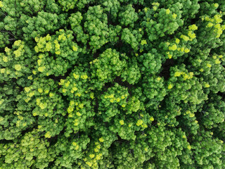 Aerial top view of rubber forest. Drone view of dense green rubber trees garden capture CO2. Green...