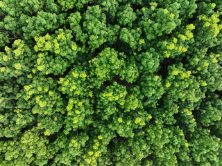 Aerial top view of rubber forest. Drone view of dense green rubber trees garden capture CO2. Green trees background for carbon neutrality and net zero emissions concept. Sustainable green environment.