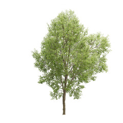 Tree on transparent background, real tree green leaf isolate cut png