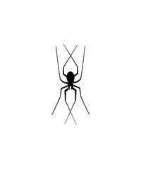 spider icon, vector best flat icon.