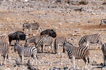 Obraz na płótnie Canvas A group of Burchell's Plains zebra -Equus quagga burchelli- gathering near a waterhole on the plains of Etosha National Park, Namibia.