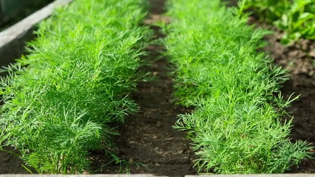 Parsley and Dill Growing in a Garden Area. Top View in Sundown Lighting. Petroselinum Crispum is Grown Outdoors. Green background of Spicy Herbs, Close-up. Flat Leaf Italian Parsley Planting in Rows.