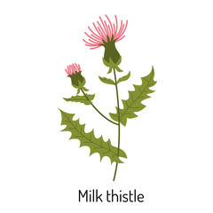 Vector illustration of a milk thistle flower in a flat style, isolated on a white background. Medical herbs and medicinal plants.