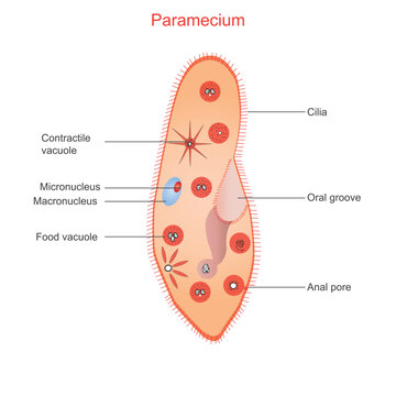 Anatomy of Paramecium. Ciliate protozoan that lives in stagnant fresh water. It is covered with cilia which allow it to move and feed on bacteria.Education chart of biology. vector illustration