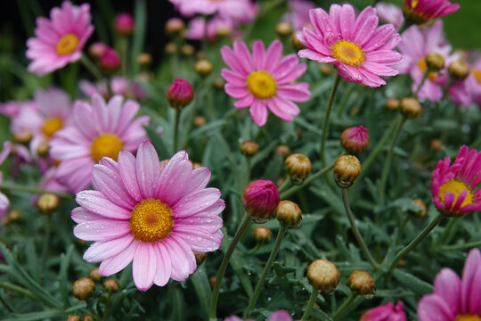 Closeup on a rich flowering soft pink flowers of the Paris or Marguerite daisy, Argyranthemum frutescens