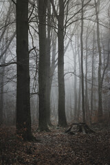 fog in the winter forest, mysterious view