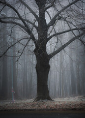 fog in the winter forest, mysterious view