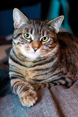 Close up portrait of tabby cat with green eyes.