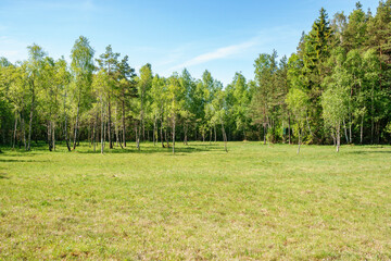 Birch grove on a grass meadow