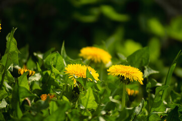 Spring dandelions and green grass bright and sunny day