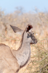 A greater kudu -Tragelaphus strepsiceros- is nervous and watchful in Chobe national park, Botswana.