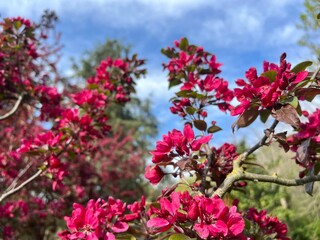 Fototapeta premium pink flowers in the park over sky in spring
