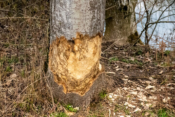 Trunk of a tree carved by the teeth of beavers