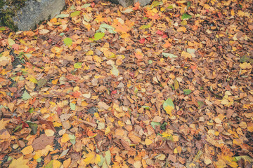 an autumn landscape at Shinhodaka Ropeway, japan 31 Oct 2013