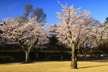 Fototapeta premium 青空と満開の桜