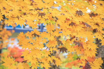 an autumn landscape at Shinhodaka Ropeway, japan 31 Oct 2013