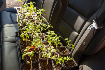 Seedlings of tomatoes and peppers in pots are loaded into the car