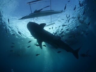 whaleshark fish feeding underwater oslob philippines big sharks tourism source people watching