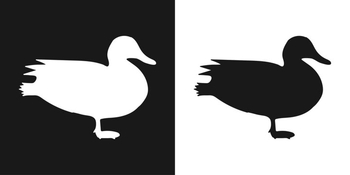 Vector set of decorative, detailed, isolated wild duck in black on white background