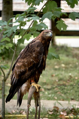 Golden eagle perched on a pole. Aquila chrysaetos
