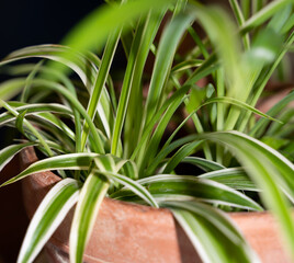 plante verte vue de près avec détails des feuilles dans un pot