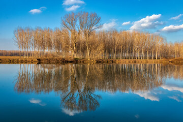 boschetto specchiato nel fiume