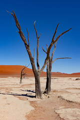 Famous Dead vlei with dead trees in dry salt lake, desert landscape of Namib at Sossusvlei, Namib-Naukluft National Park, Namibia