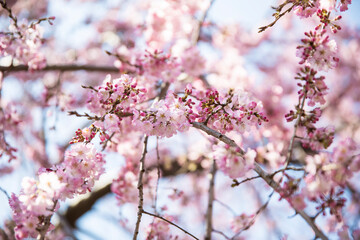 Cherry blossom tree - Tokyo, Japan