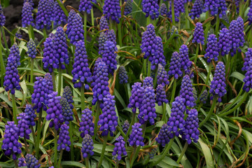 flowers in the garden,blue muscari in the garden