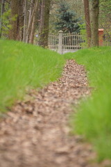Ścieżka przez zieloną trawę w lesie