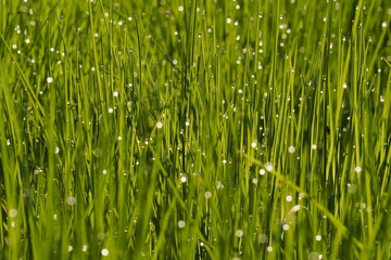Obraz premium Zielona trawa z poranną rosą