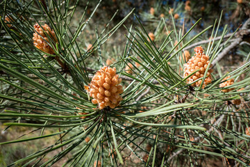 Pinhas masculinas (Pinus sylvestris). O pólen de pinheiro é um alérgeno agressivo