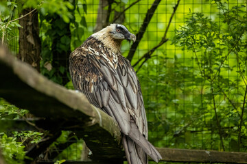 Bearded vulture