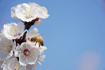 honey bees and peach blossoms on a blue sky background
