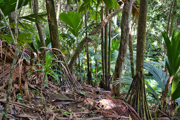 Copolia trail roots of thief palm trees on the nature trail, Mahe Seychelles 