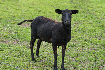 Erwachsenes schwarzes Schaf - verdreckt