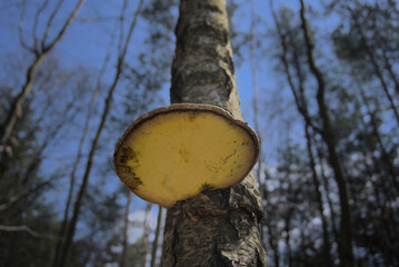 Grzyb huba na pniu drzewa © Aleksander