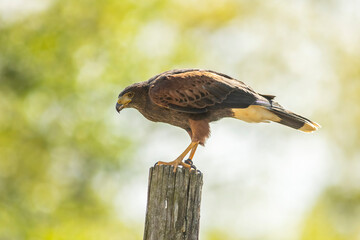 Harris's hawk