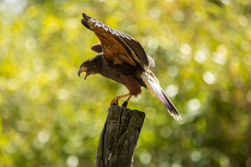Harris's hawk