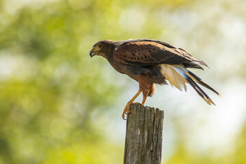 Harris's hawk