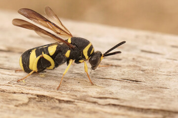 Closeup on a colorful yellow black parasitic wasp, Leucospis dorsigera which parasites solitary bees