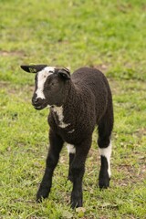 Schwarzweißgeflecktes Lamm mit Blesse