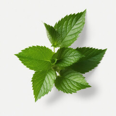 Fresh mint leaves