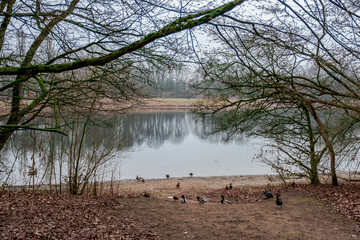 Geese and other waterfowl in a nature park in the middle of the city of Neuss in western Germany