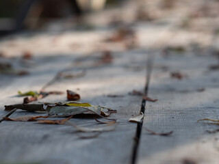 Fallen dry autumn leaves on wooden boards, close-up textures