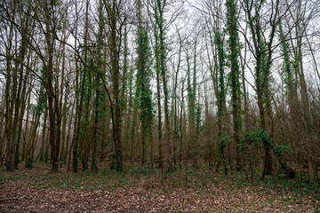 a nature park in the middle of the city of Neuss in western Germany