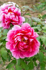 Pink gradient color button flower in the garden.