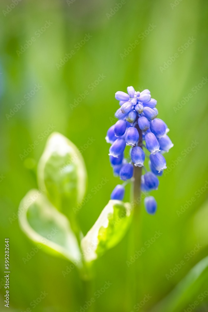 Poster A blue muscari in spring
