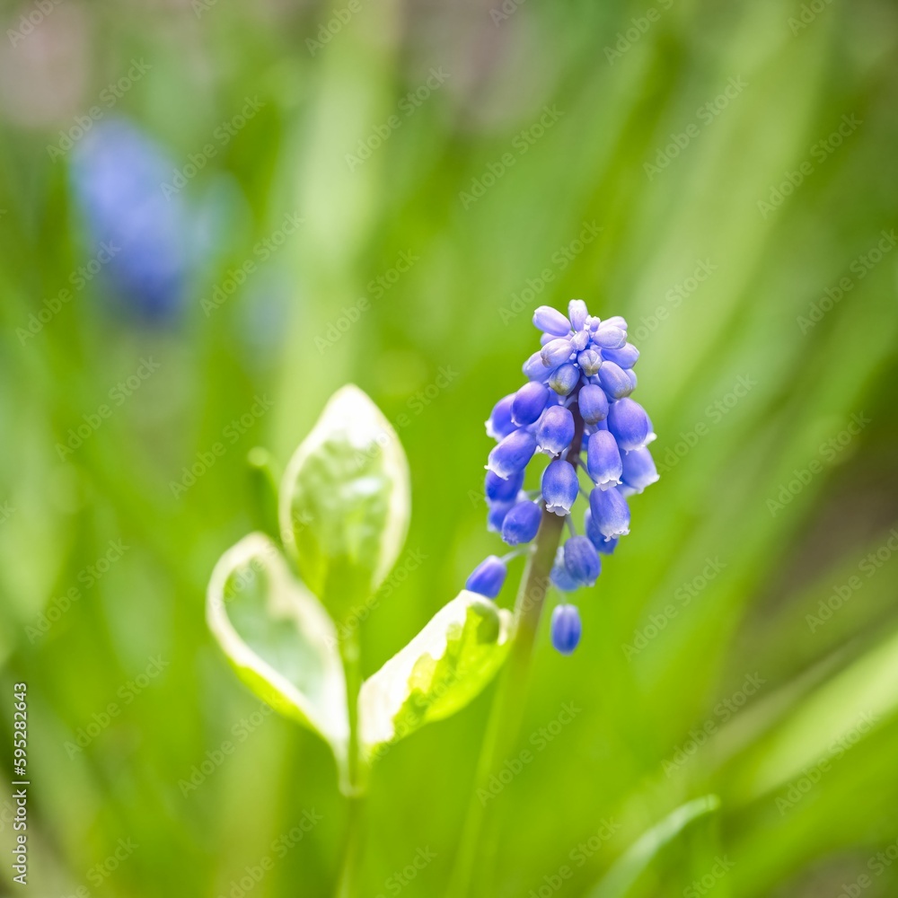 Wall mural A blue muscari in spring
