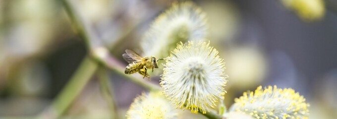 a bee in flight, covered with pollen 